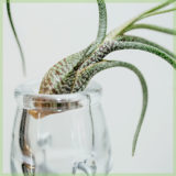 Airplant luchtplantje tillandsia butzii kopen - Afbeelding 4