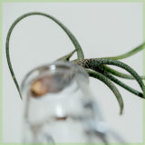 Airplant luchtplantje tillandsia butzii kopen