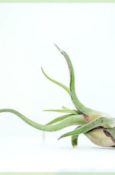 Vill du köpa Airplant air plant tillandsia caput medusae?