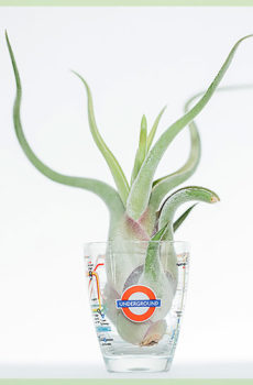 Airplant air plant tillandsia caput medusae כולל כוס לונדון מיני