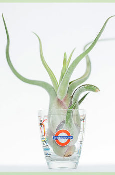 Airplant Air Plant tillandsia caput medusae incl london mini cup