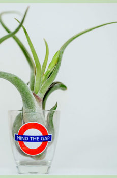 Airplant air plant tillandsia caput medusae כולל כוס לונדון מיני