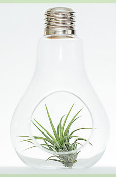 Zelená okrasná skleněná lampa Airplant tillandsia ionantha fuego