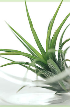 Airplant tillandsia ionantha fuego đèn thủy tinh trang trí màu xanh lá cây