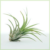 Airplant tillandsia ionantha fuego groen
