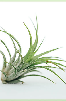 Airplant tillandsia ionantha fuego vert