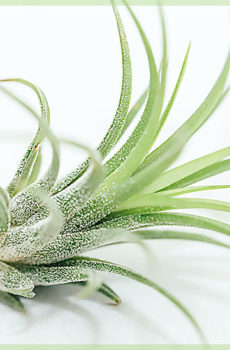 Airplant tillandsia ionantha fuego vert