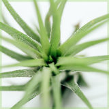 Airplant tillandsia ionantha fuego groen