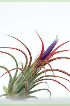 Купить Airplanttilandsia ionantha fuego red