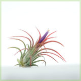 Airplant tillandsia ionantha fuego roode kopen
