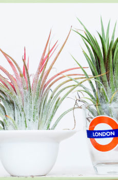 Acheter airplants ou airplant tillandisia