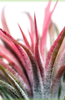 Airplants of luchtplantje tillandisia kopen