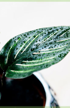 Mésér Calathea houseplants cuttings tutuwuhan