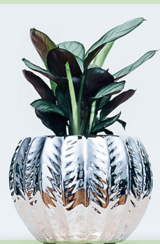 Calathea sticklingar miniväxter