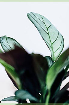 Calathea stekken mini planten