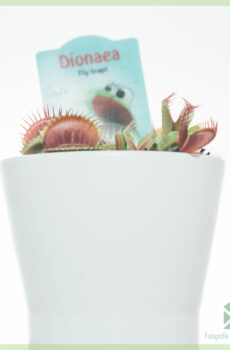 Dionaea muscipula vleesetende plant kopen