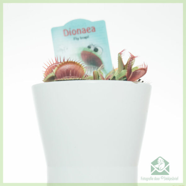 購買 Dionaea muscipula 食肉植物