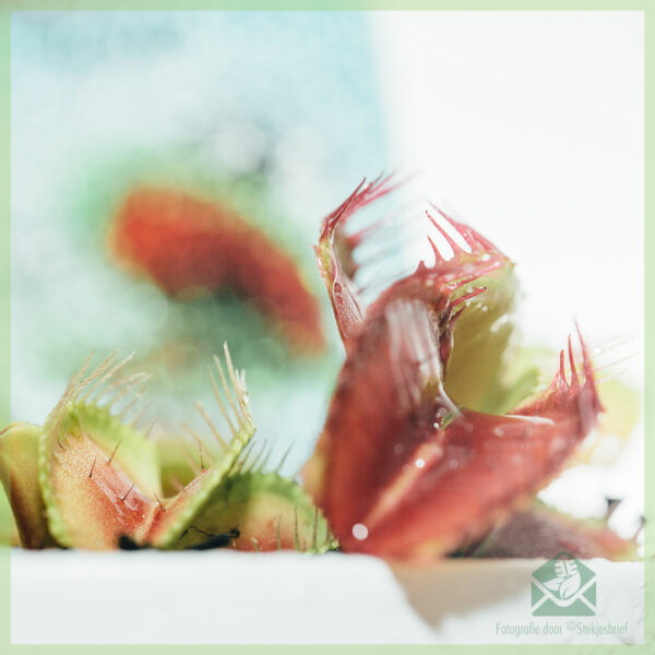 Dionaea muscipula vleesetende plant kopen