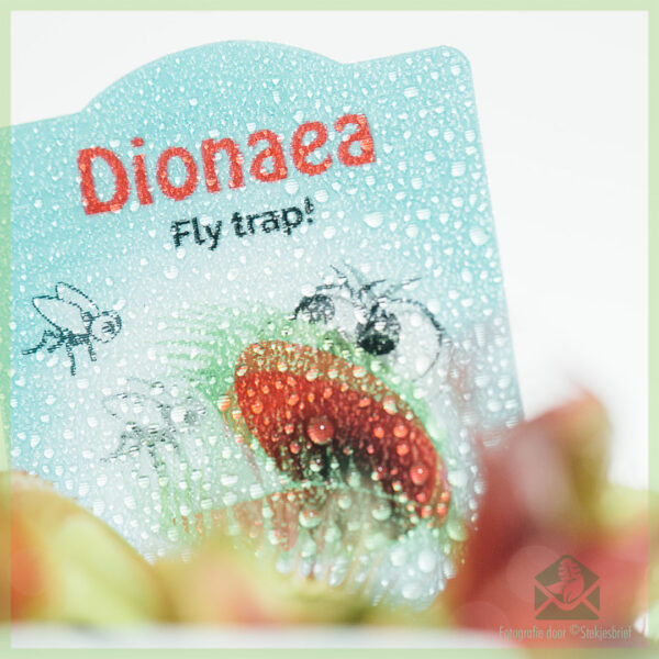 Dionaea muscipula 육식 식물 구입