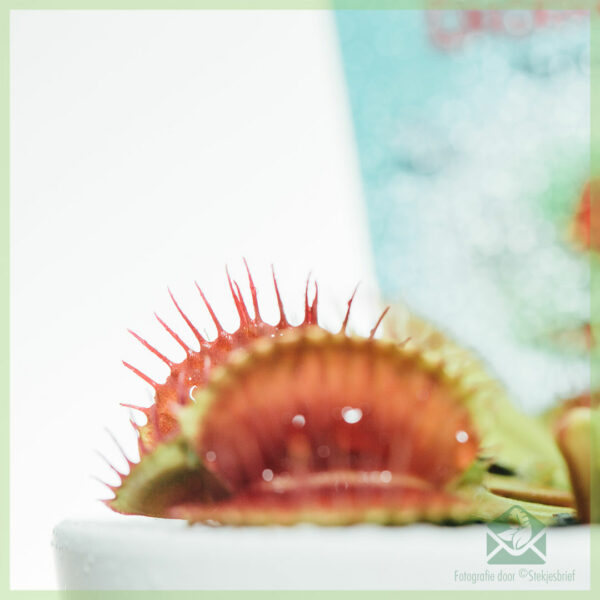 Dionaea muscipula 육식 식물 구입