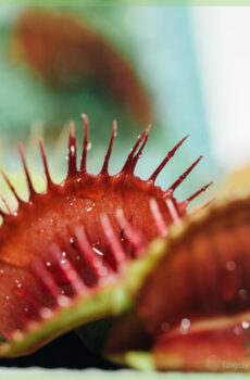 Dionaea muscipula vleesetende plant kopen