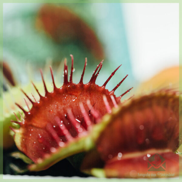 購買 Dionaea muscipula 食肉植物