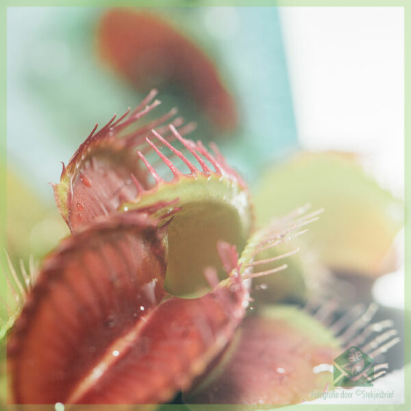 購買 Dionaea muscipula 食肉植物