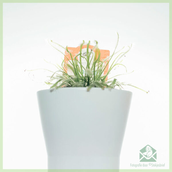 Drosera capensis alba vleesetende plant kopen - Afbeelding 3