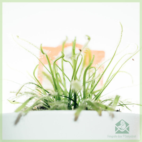 Drosera capensis alba vleesetende plant kopen - Afbeelding 4