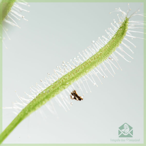 Aĉetu Drosera capensis alba karnovoran planton