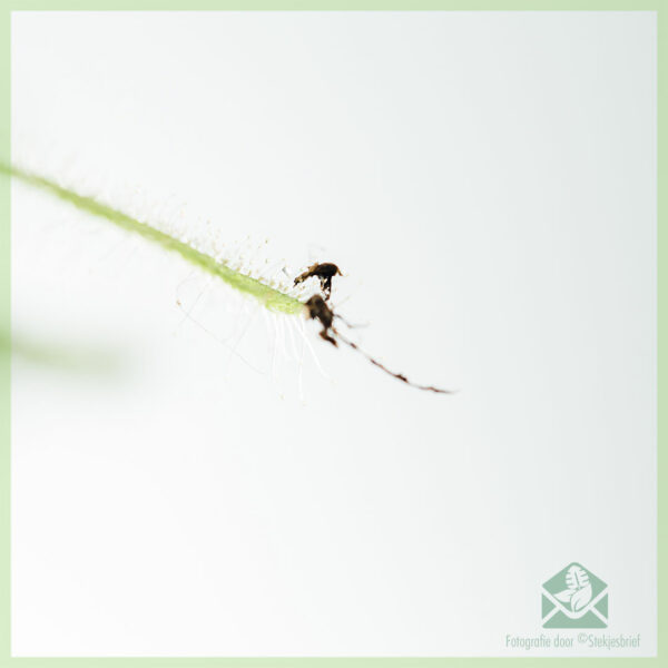 Aĉetu Drosera capensis alba karnovoran planton