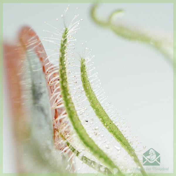 Mésér Drosera capensis alba tutuwuhan karnivora