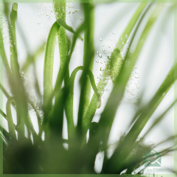 Drosera capensis alba 육식 식물 구매