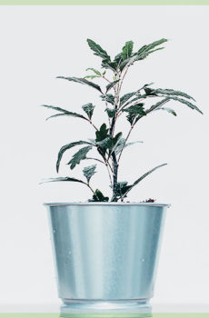 Schefflera of Dyzigotheca Elegantissima mini plantje