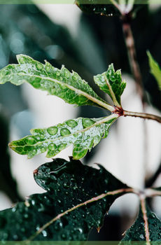 Schefflera of Dyzigotheca Elegantissima mini plant