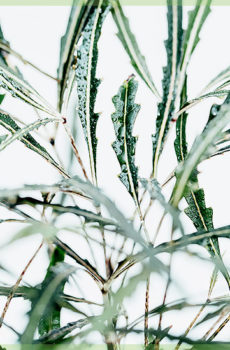 Schefflera ranei Dyzigotheca Elegantissima tipu paku