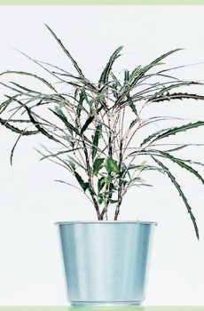 Schefflera 或 Dyzigotheca Elegantissima 迷你植物