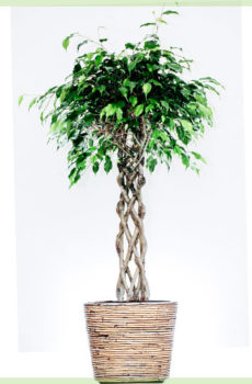 Ficus Benjamina exotique 140cm
