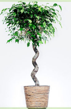 Ficus benjamina exotica curly 140cm
