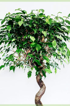 Ficus benjamina exotica kovrčava 140cm