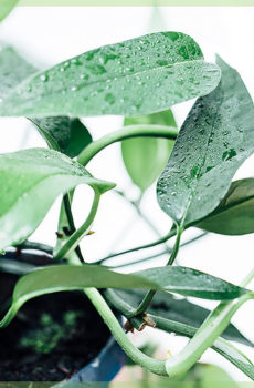 Hoya carnosa beauty zvijezda viseća biljka