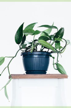 Hoya carnosa beauty star hangplant