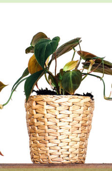 Philodendron Scandens Micans kopen