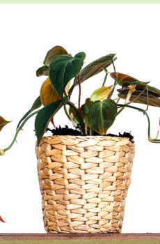 Buy Philodendron Scandens Micans