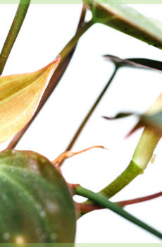 Hokona nga Philodendron Scandens Micans