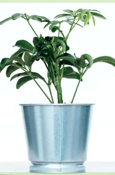 Buy Schefflera arboricola