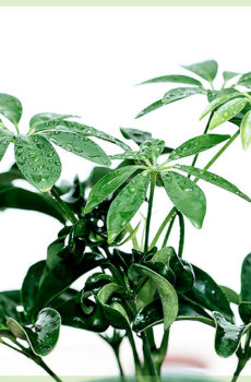 Schefflera arboricola මිලදී ගන්න