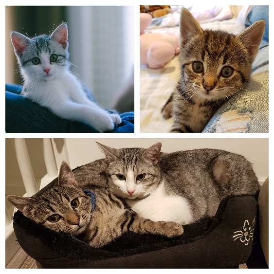 Tijger en Nala 2020