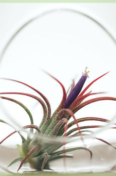 Airplant tillandsia ionantha fuego in bloei kopen