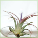 Airplant tillandsia ionantha fuego in bloei kopen